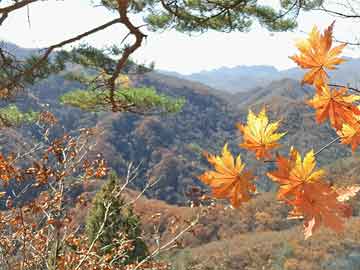 新澳門最準(zhǔn)最快免費(fèi)的全方位指南，澳門最新免費(fèi)全方位指南，精準(zhǔn)快速，一網(wǎng)打盡！