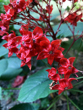 狀元紅網(wǎng)，揭秘4987精準資料的秘密，狀元紅網(wǎng)揭秘，精準資料4987背后的秘密