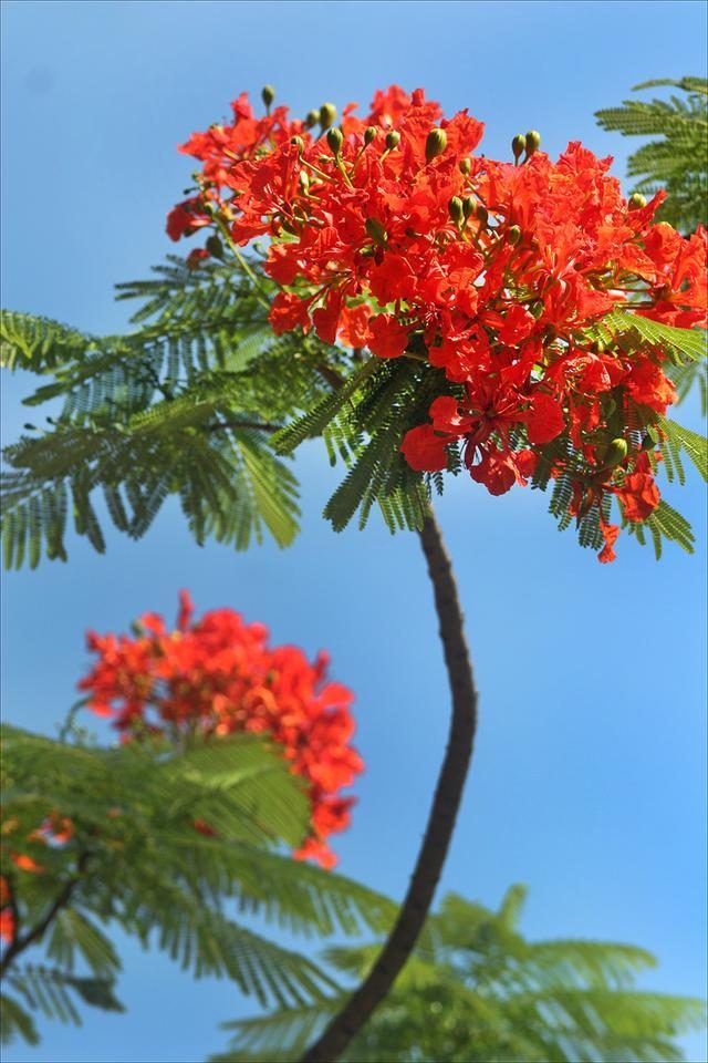 狀元紅，揭秘4987最準(zhǔn)最快的秘密武器，狀元紅，揭秘最準(zhǔn)最快的秘密武器 4987
