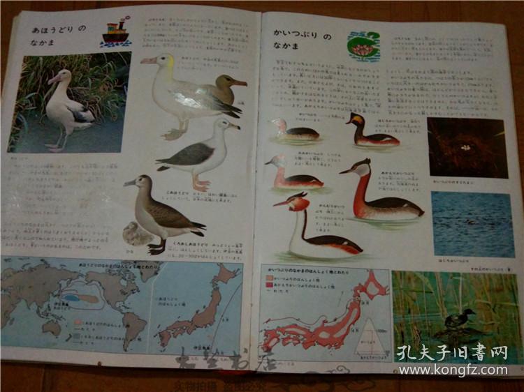 今日正版跑狗圖分享，探索7777788888跑狗圖的魅力，今日正版跑狗圖分享，探索魅力十足的777778跑狗圖