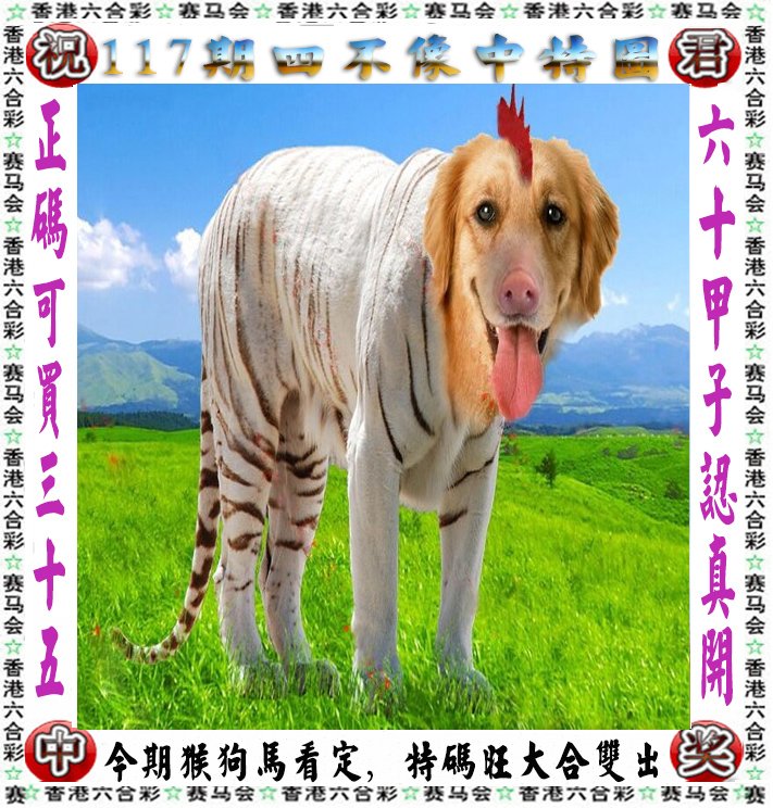 王中王四不像一肖論壇，探索神秘論壇的世界，王中王四不像一肖論壇，神秘論壇世界的探索之旅