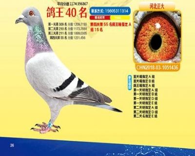 王中王四馬一肖，探尋背后的故事與奧秘，王中王四馬一肖，背后的故事與奧秘探尋