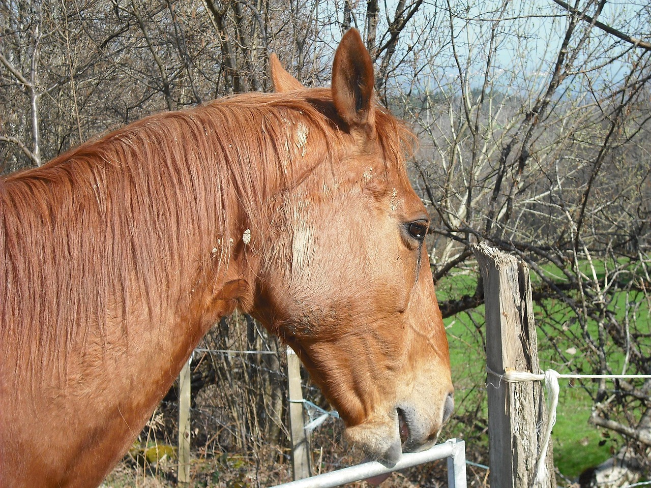 澳門四不像特馬，探索神秘現(xiàn)象背后的真相，澳門四不像特馬揭秘神秘現(xiàn)象背后的真相