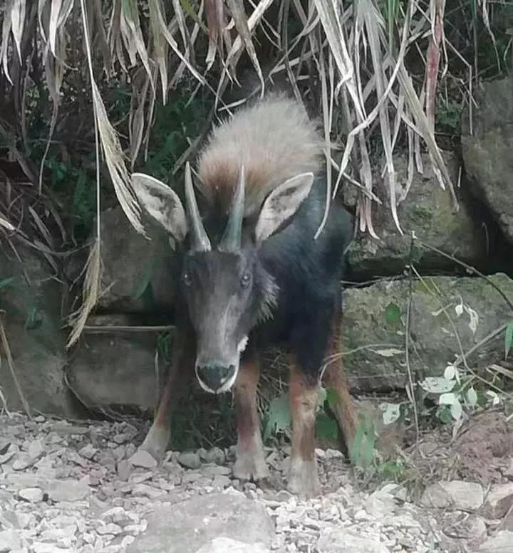 四不像王中王必出一肖篤，揭秘生肖運勢與神秘預(yù)測之謎，揭秘生肖運勢與神秘預(yù)測，四不像王中王必出一肖篤探秘生肖運勢之謎