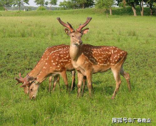 最新版本的6566cc澳彩資料大全介紹與特色功能解析，最新6566cc澳彩資料大全介紹與特色功能深度解析