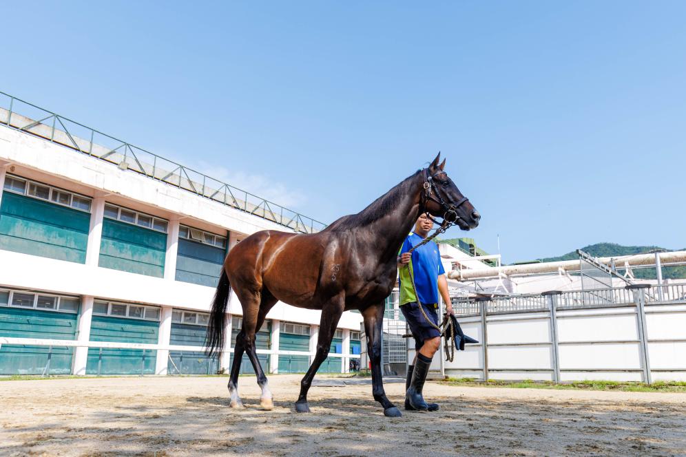 香港賽馬，77777與888888的傳奇故事，香港賽馬傳奇，77777與888888的賽場奇緣