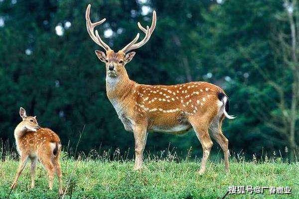 最新版本的6566cc澳彩資料大全介紹與特色功能解析，圖庫升級亮點一覽，最新6566cc澳彩資料大全介紹與特色功能解析，圖庫升級亮點全揭秘