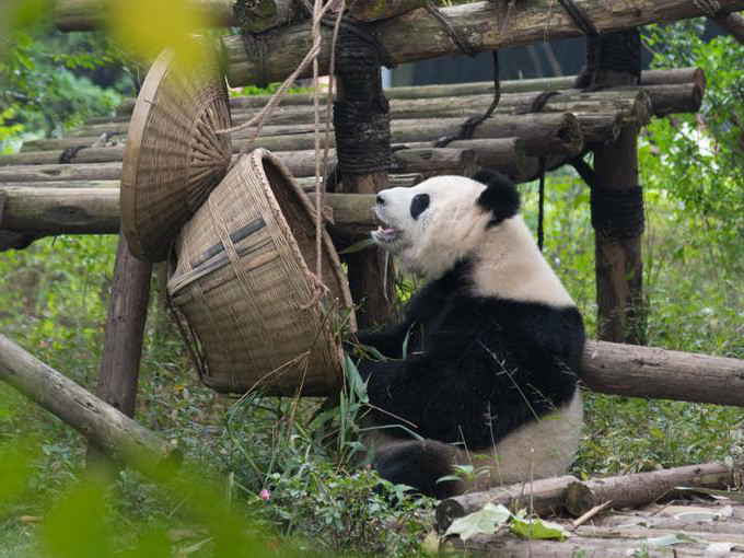 四川熊貓基地在成都的具體位置及其魅力，四川熊貓基地，成都熊貓的家園與魅力所在
