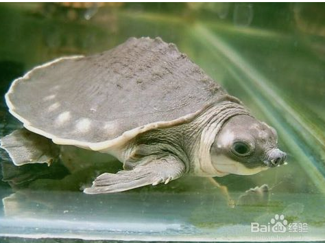 龜頭上有小紅點(diǎn)，原因、診斷與治療方法，龜頭小紅點(diǎn)，原因、診斷及治療方法