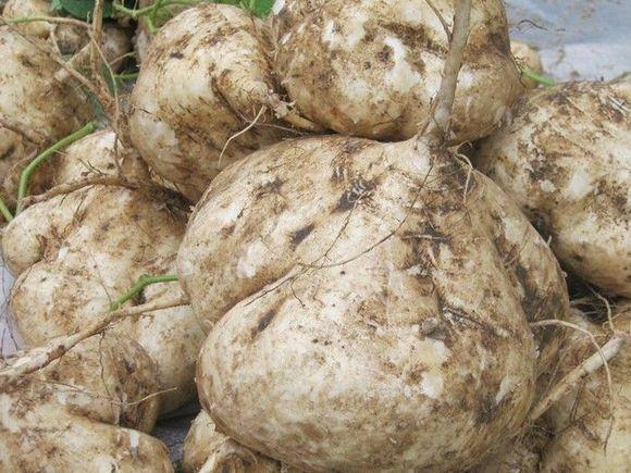 孕婦飲食需謹(jǐn)慎，孕婦不可以吃什么水果，孕婦飲食需謹(jǐn)慎，孕婦不宜食用的水果種類(lèi)解析