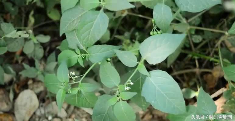 龍葵，中草藥中的抗癌新星，龍葵，中草藥領(lǐng)域的抗癌新星力量