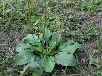 車前草的功效與作用及食用方法，車前草的功效、作用與食用方法簡介