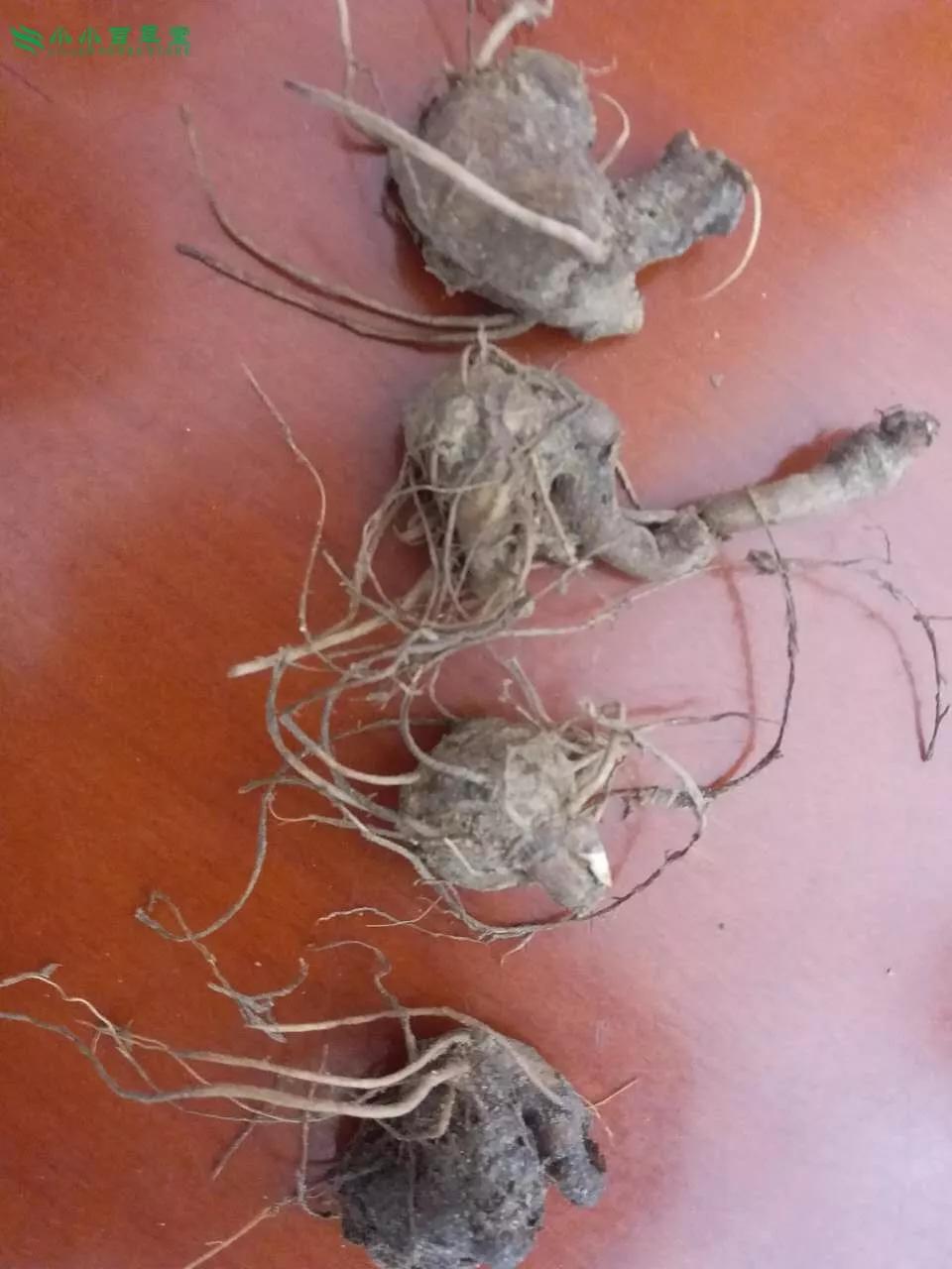 白術(shù)圖片，探尋白術(shù)的草藥之美，白術(shù)的草藥之美，探尋圖片中的白術(shù)風(fēng)采