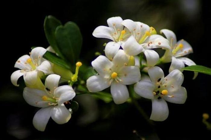十種陰氣重的花，了解與應(yīng)對(duì)的風(fēng)水指南，十種陰氣重的花的風(fēng)水指南，了解與應(yīng)對(duì)方法