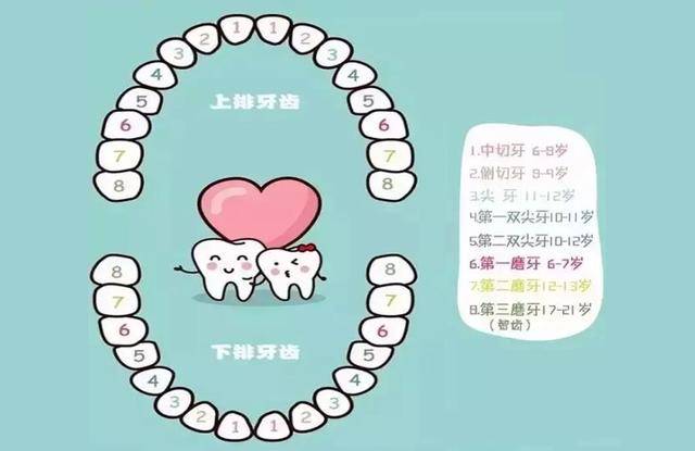 兒童換牙順序圖，了解孩子牙齒成長的秘密，兒童換牙順序圖，揭秘孩子牙齒成長之旅的奧秘