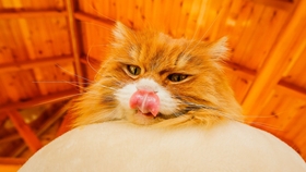 王中王平特一肖全年無錯(cuò)——揭秘精準(zhǔn)預(yù)測背后的秘密，揭秘王中王平特一肖全年無錯(cuò)預(yù)測背后的秘密之道