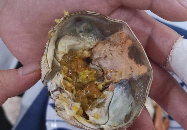 螃蟹的食物習(xí)性，探究螃蟹吃什么食物，螃蟹的食物習(xí)性探究，螃蟹的食性及其偏好食物解析