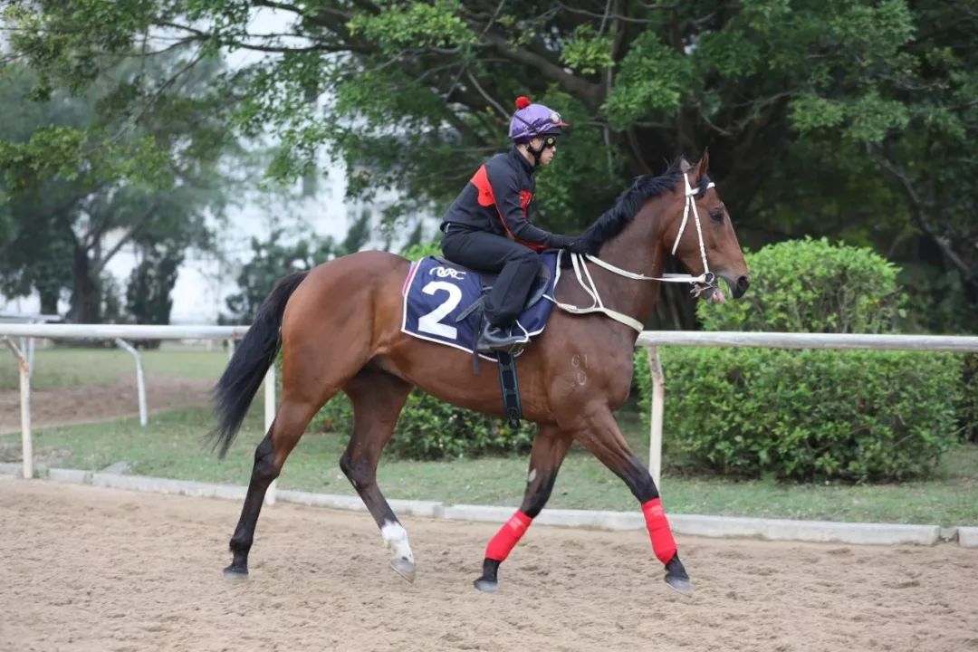 澳門賽馬會介紹，澳門賽馬會，賽馬文化深度解析