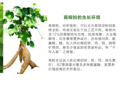 葛根，揭示其十大功效的奧秘，葛根，深度解析十大功效的奧秘