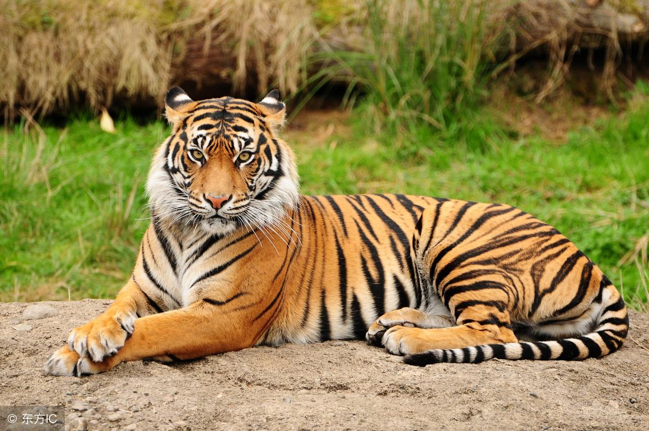 王中王指一生肖——探尋生肖文化中的特殊含義，生肖之王，探尋生肖文化中的特殊含義