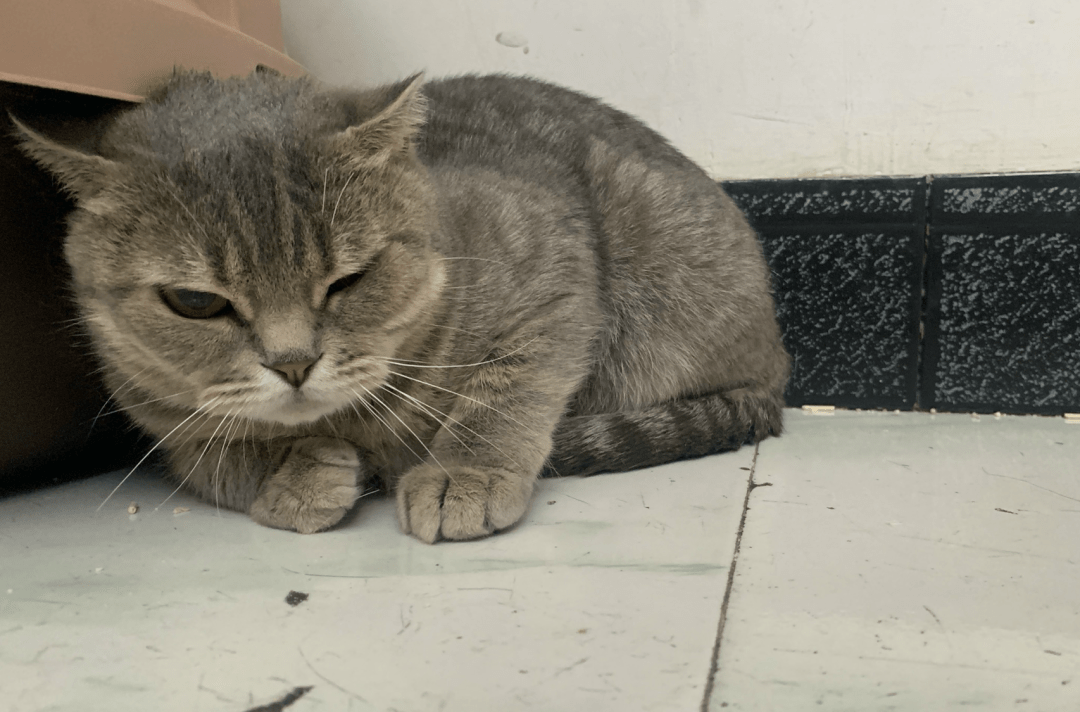 澳門(mén)一碼一肖一待一中四不像，探索與解析，澳門(mén)一碼一肖一待一中四不像，深度解析與探索