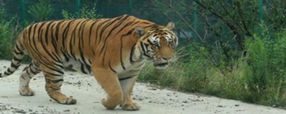 山中之王王中王——揭秘生肖傳奇，揭秘生肖傳奇，山中之王王中王的傳奇故事