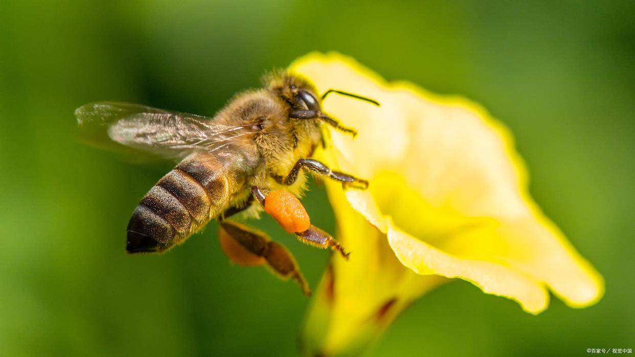舔舐花蜜，自然之美的獨特體驗與探索，自然之美，探索與體驗舔舐花蜜的獨特之旅