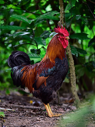 澳門新資料雞號預(yù)測與探索，走進(jìn)未來的2025展望，澳門新資料雞號預(yù)測與探索，展望未來的2025藍(lán)圖