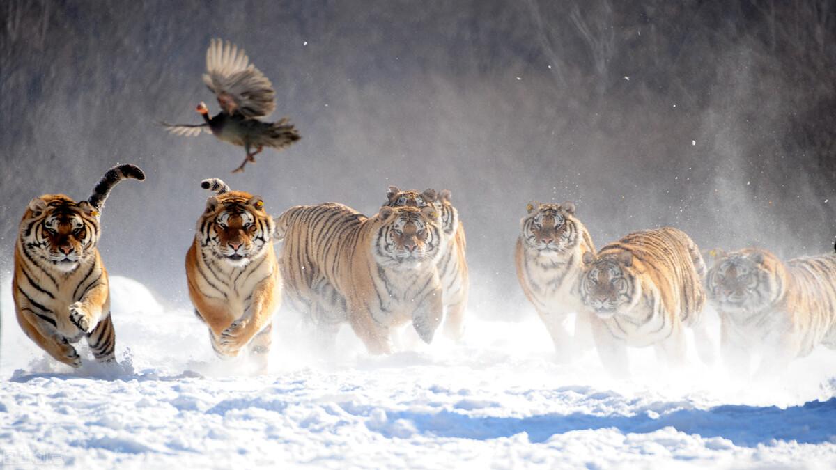 虎頭王中王打一生肖——探尋背后的神秘符號(hào)，虎頭王中王背后的神秘生肖符號(hào)探秘