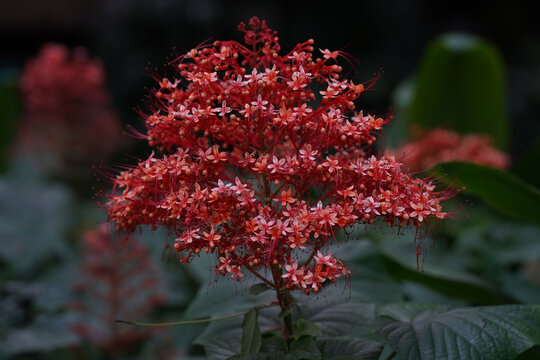 狀元紅，揭秘4987最快鐵算資料背后的秘密，狀元紅背后的秘密，揭秘最快鐵算資料4987的神秘面紗