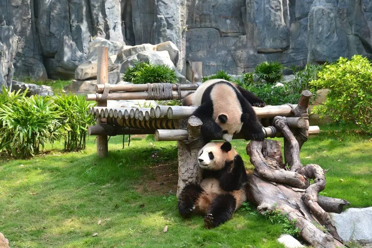 野生動(dòng)物園門票優(yōu)惠政策大揭秘，野生動(dòng)物園門票優(yōu)惠政策深度解析