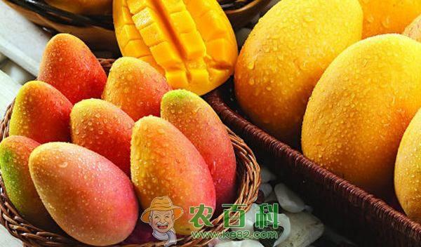 女人吃芒果的好處與壞處，深入了解芒果對女性健康的影響，女人吃芒果的利弊，深入了解芒果對女性健康的影響