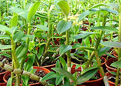 石斛價(jià)格，多少錢一斤？全面解析石斛價(jià)值，石斛價(jià)格與價(jià)值全面解析，多少錢一斤？