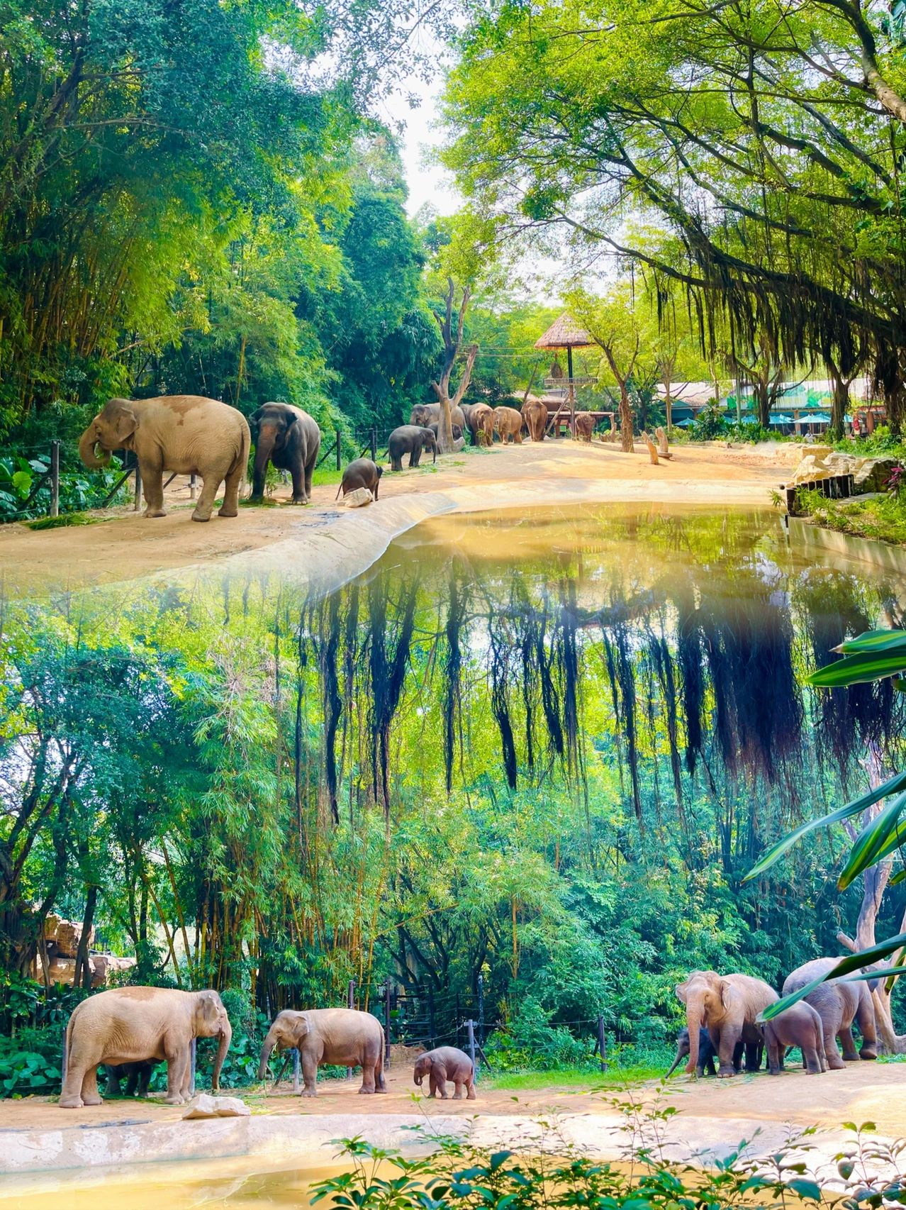 廣州長隆動物園，動物王國的魅力之旅，廣州長隆動物園，動物王國的魅力探秘之旅
