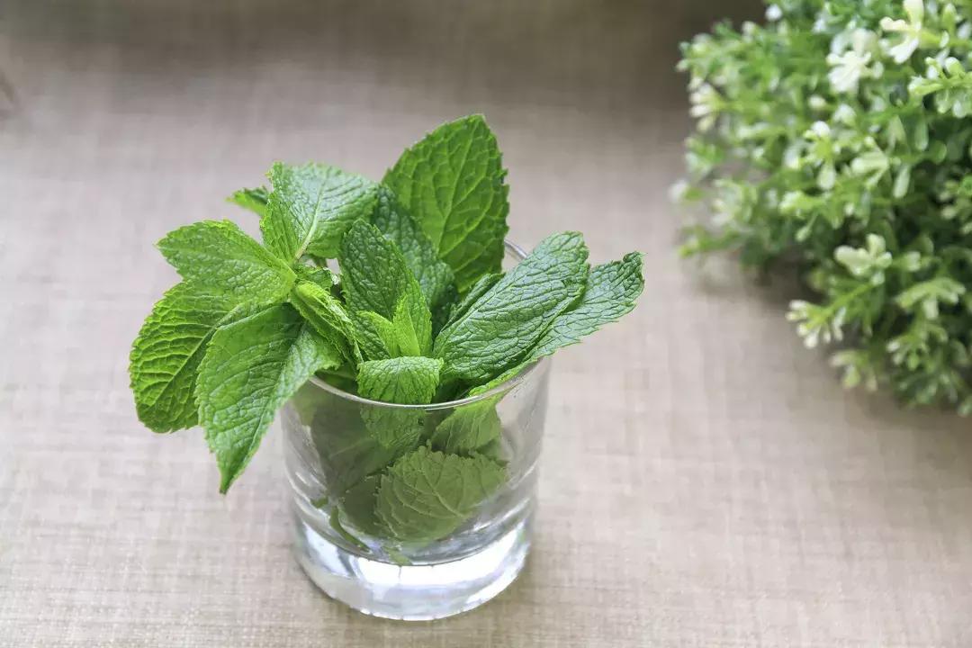 清肺排名第一的茶——探索最佳清肺茶飲的選擇，探索最佳清肺茶飲，茶中王者，清肺排名第一之選